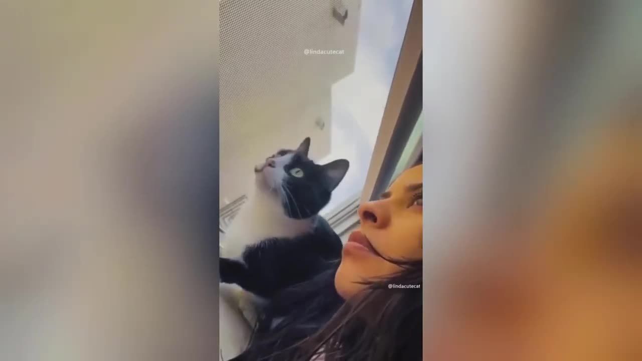 Funny animal video