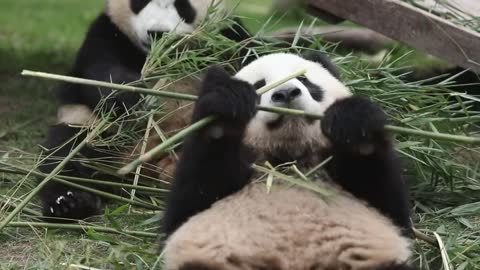 The giant panda
