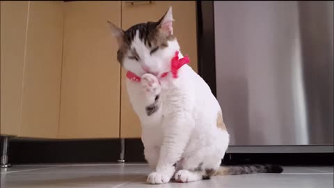 funny cat