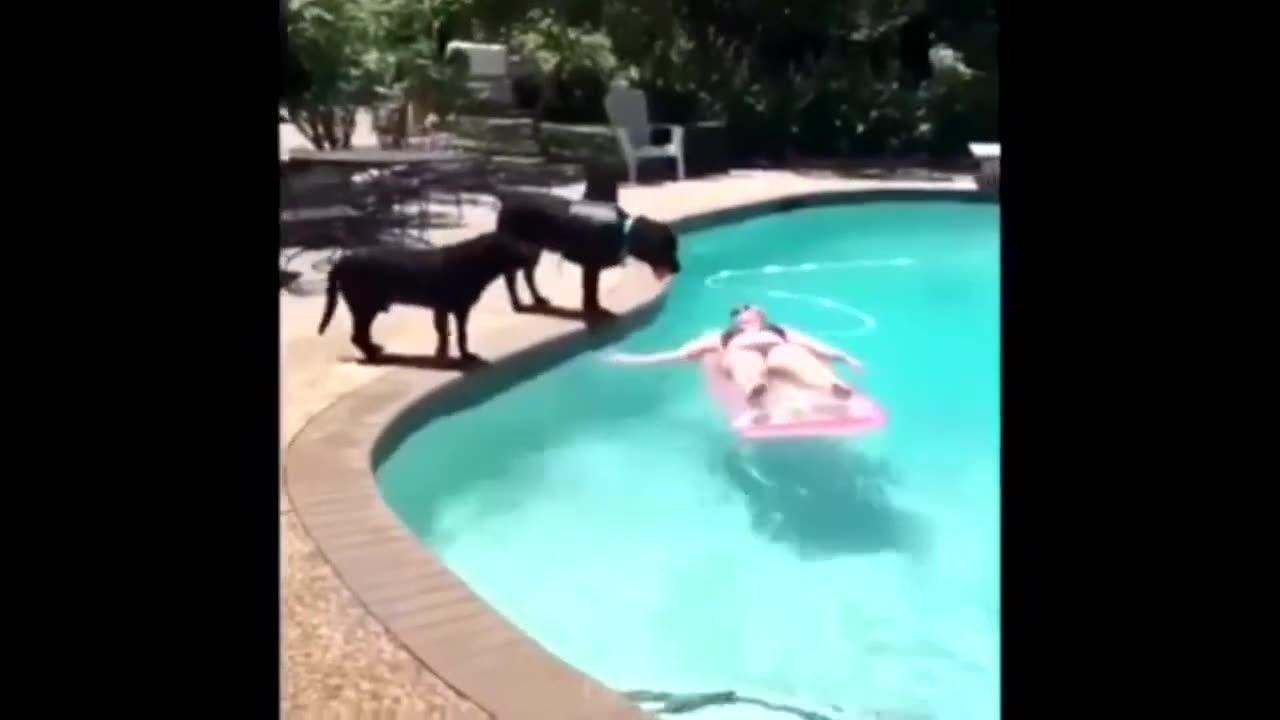 Funny Moments with Animals