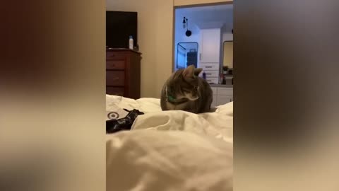 FUNNY ANIMALS and funny