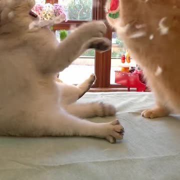 Together fighting by eating time is very nice fighting funny clip