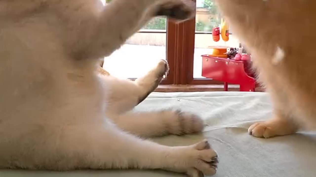 Together fighting by eating time is very nice fighting funny clip