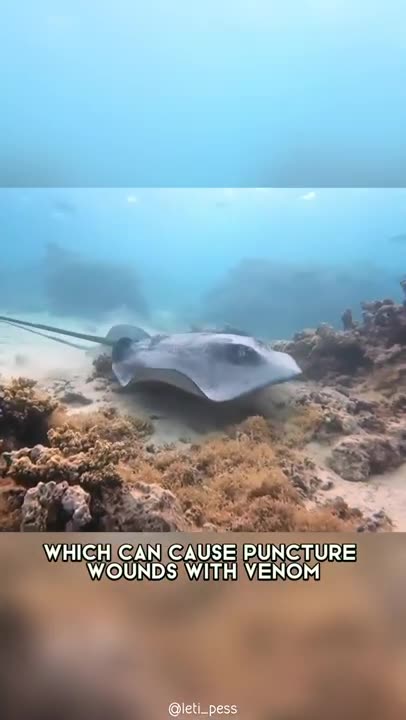 Stingray 🌊 One Of The Most Dangerous Ocean Creatures In The World #shorts #oceancreatures #stingray