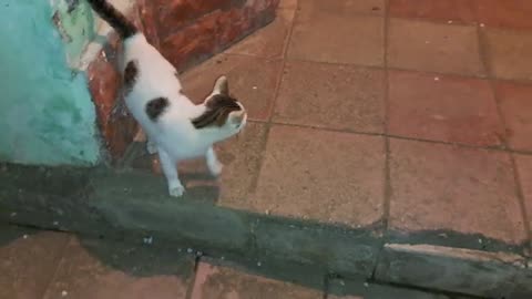 A cute little cat is eating. This cat is so cute.