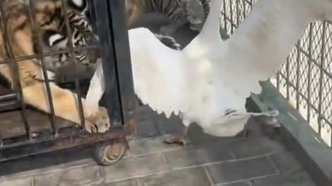 🐯:Hey Bro.I just wanted to play with you.😥