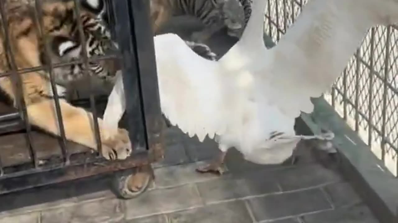 🐯:Hey Bro.I just wanted to play with you.😥