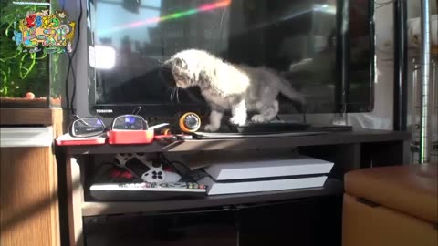 Cat cats animal animals and dog dogs video is very funny moments