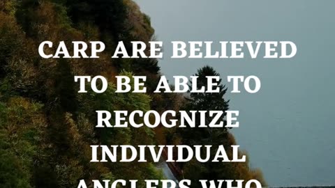 Carp Fishing Facts
