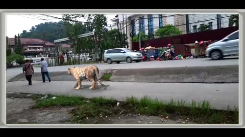 Tiger on Road