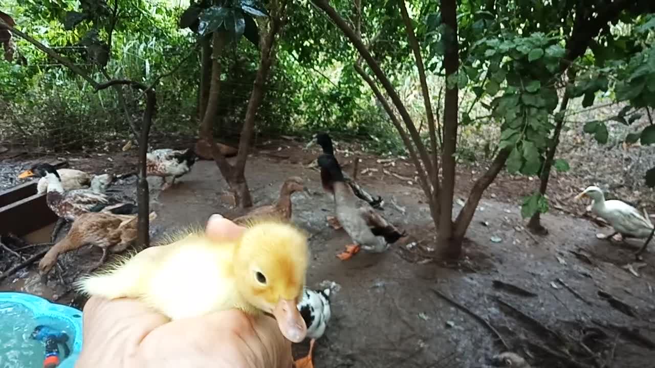 Looking after a little duckling