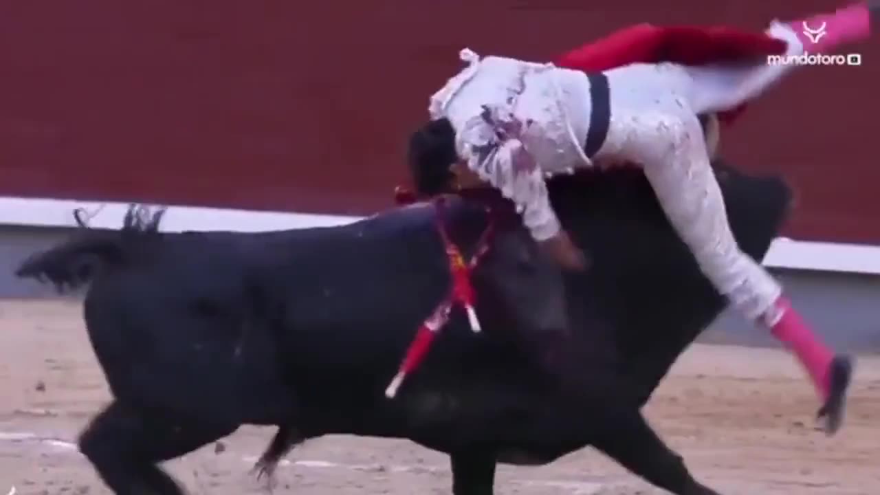 Dont mess with bulls