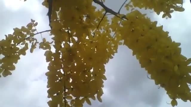 Lindos cachos de flores amarelas da acácia, linda árvore! [Nature & Animals]