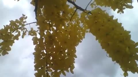 Lindos cachos de flores amarelas da acácia, linda árvore! [Nature & Animals]