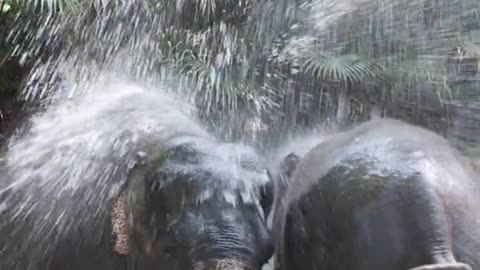 Wonderful animals # Zoo