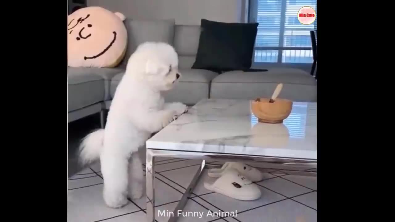 FUNNY ANIMAL VIDEO