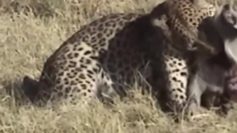 Cheetah effort for food