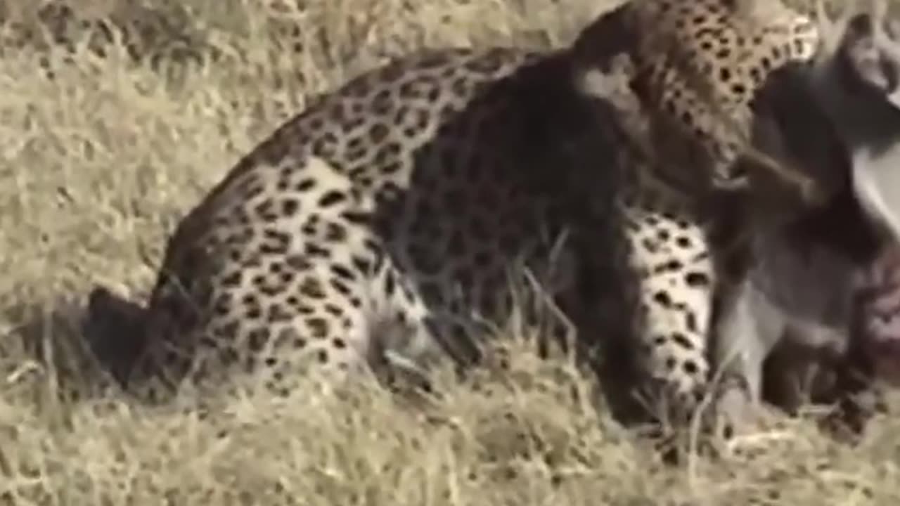 Cheetah effort for food