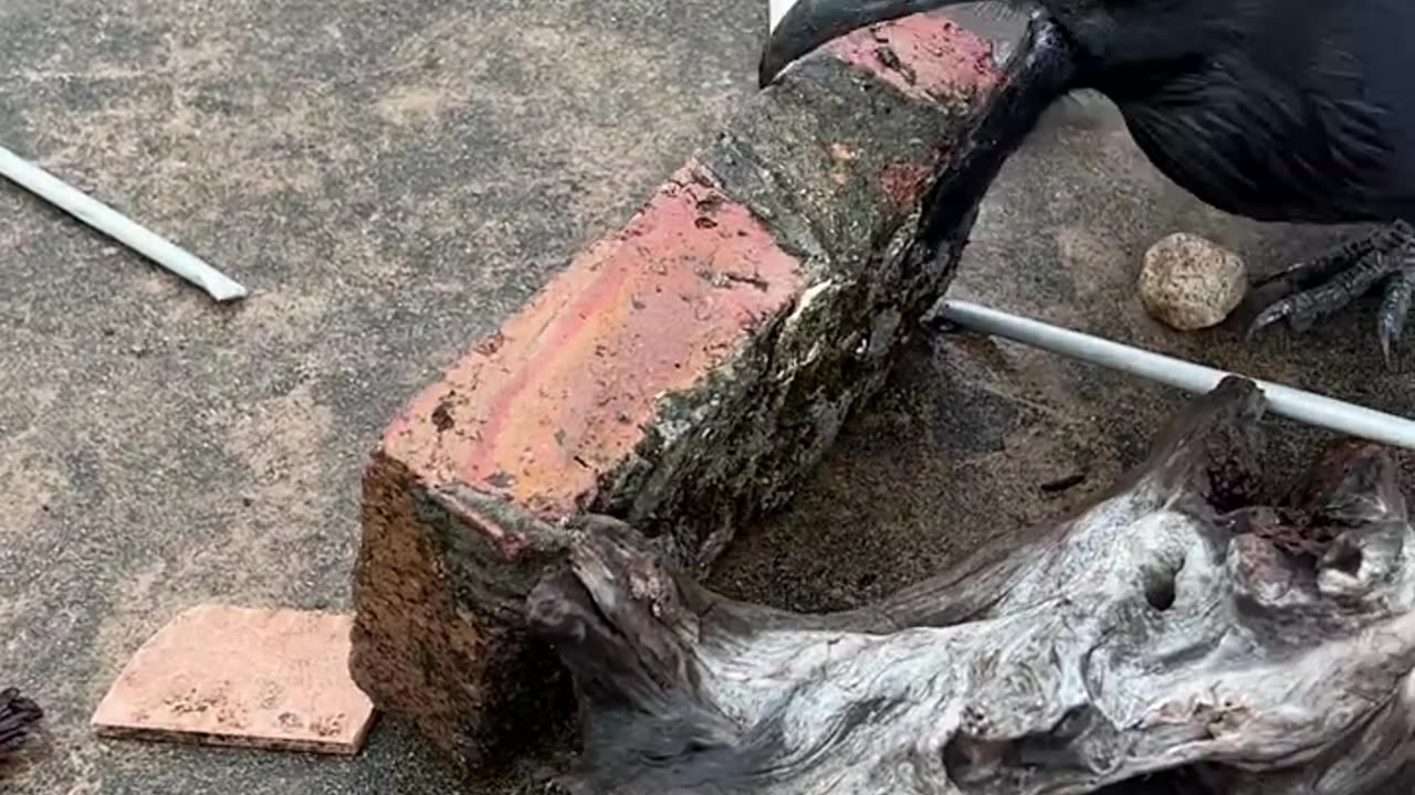 Work of crow_____