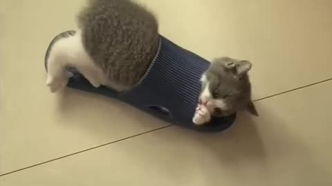 So funny cats compilation 2023 -- so funny cat videos