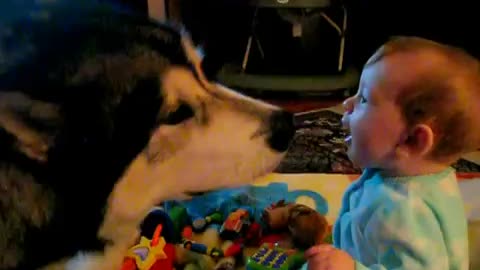 Alaskan Malamute kisses baby