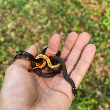 Ringneck snake cute babies 😍