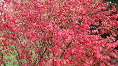 How vertical phones destroyed a generation