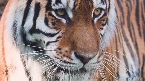 "Chilling with the Kings: Mastering the Art of Cooling a Roaring Tiger"
