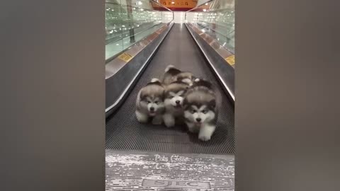 the funniest animals