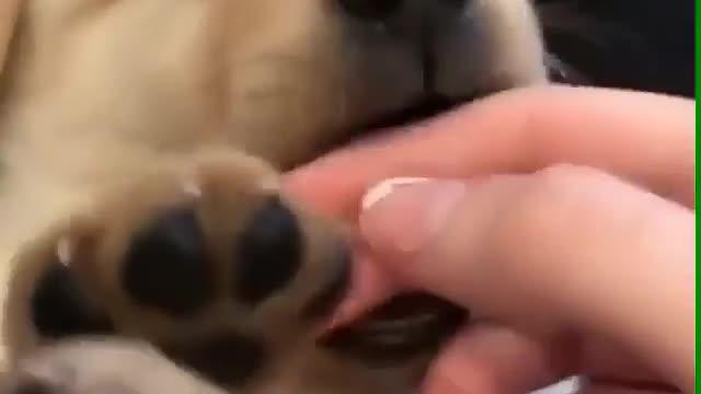 A dog lying on its master.