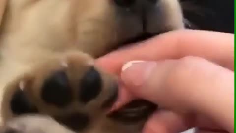 A dog lying on its master.