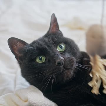 Sweet black Pussycat playing *-* Dont you just love Animals <3