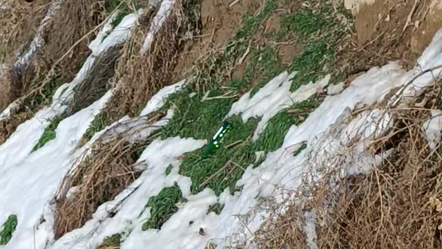 Bird, interesting content