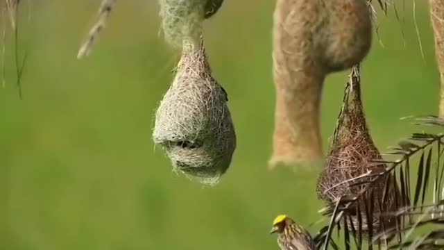 bird