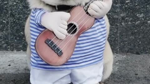 #Funny Cute #Dog #short Playing guitar