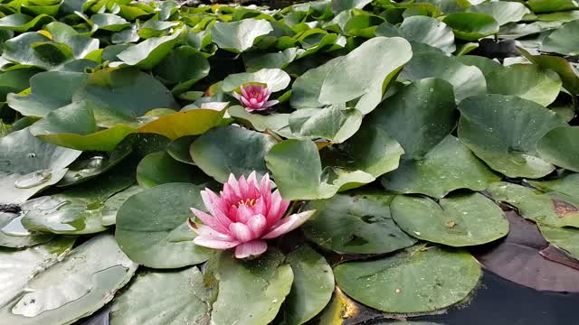 Amazing Nature with Beautiful Water Flowers. Lotus and Different Colors Water Lilies.