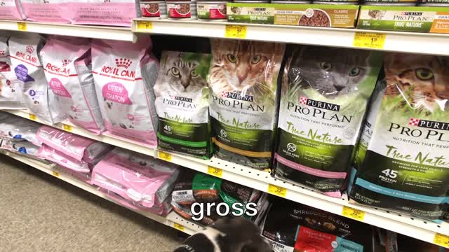 Pit Bull's First Time in PetSmart (VLOG #2) The Blue Nose Pit Bull