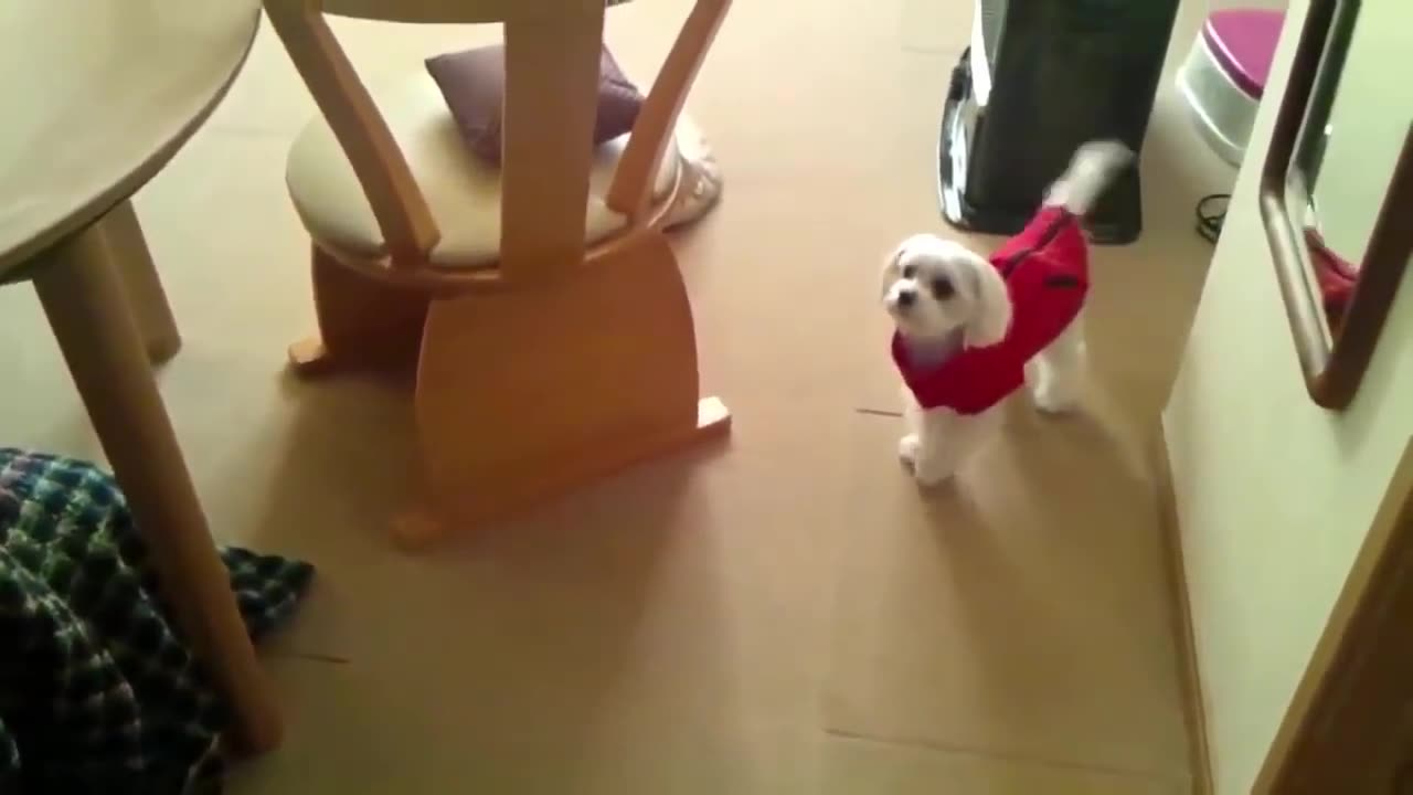 Funny animals video