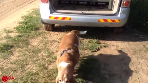 AMAZING ! Smart Dogs Wait For Their Names To Be Called | Funny Pets Compilation