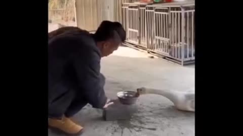 Funny animals🐵🐔🐶🐷