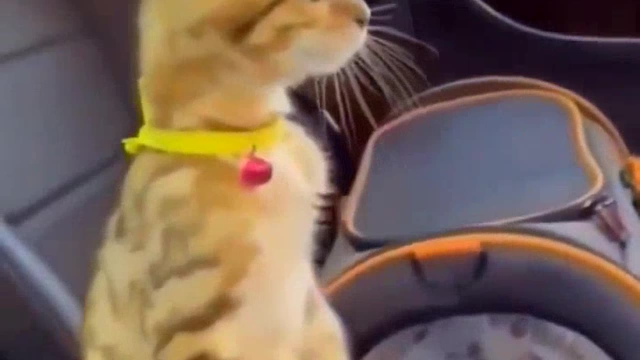 Funny Animal Videos Baby Cats Cute Pets Videos 2