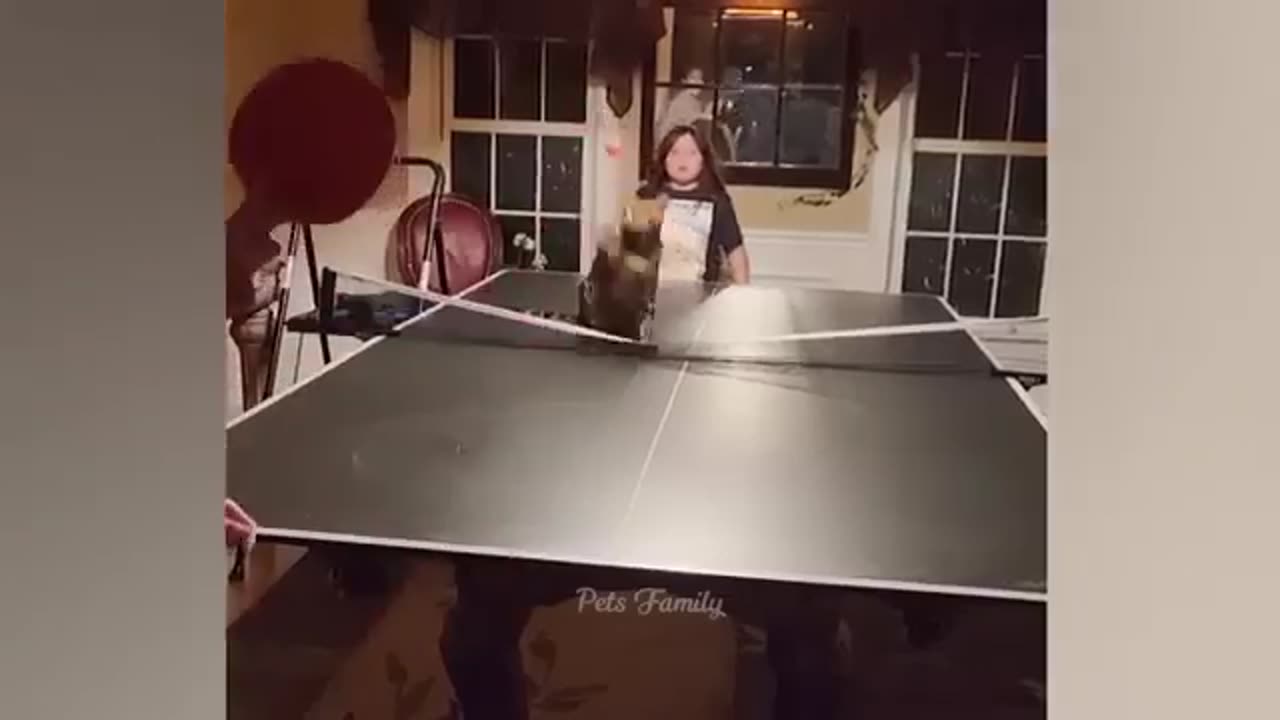 Funniest animals 🐱 🐶 memes in 2023 Funny cats 🐱 and dogs 🐶 funny videos 2022 and 2023