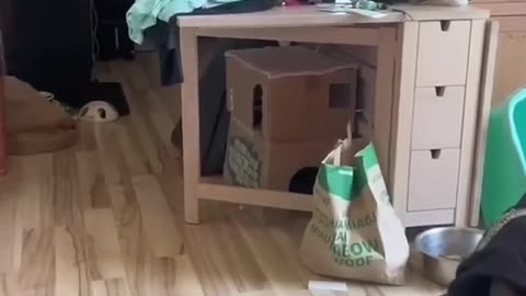 Funny and Cute Cats Videos#6