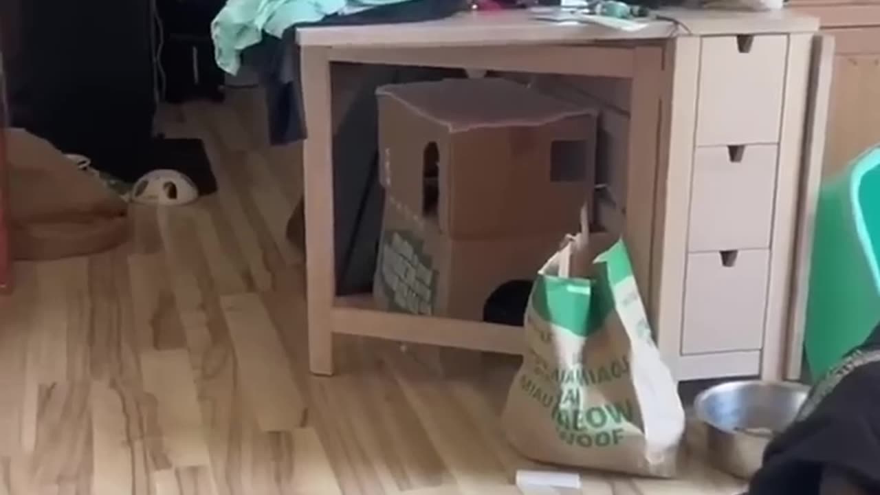 Funny and Cute Cats Videos#6
