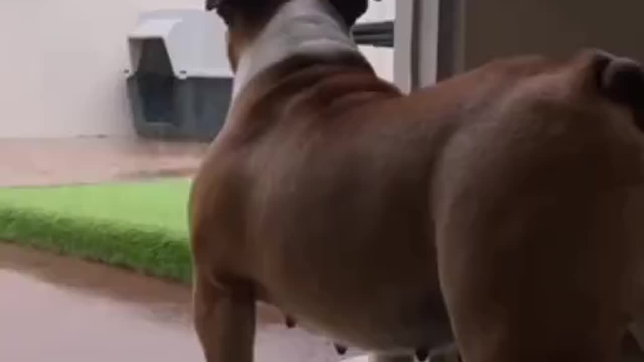 Funny animals - Funny cats / dogs - Funny animal videos 298
