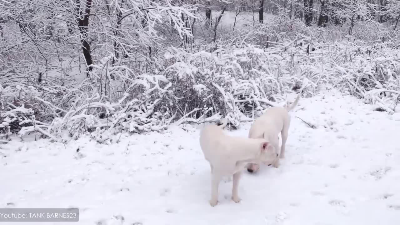 Top 10 most powerful dogs in the world🤯😳🤯Which would you like to have?