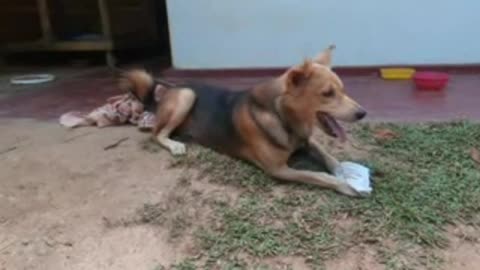 Cat | Funny Animals Videos Funniest Cats And Dogs Videos