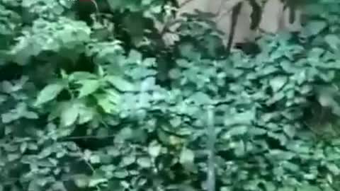 funny monkey video 2020 try not to laugh