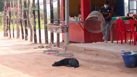 TOP 10 Prank Dog! Super Huge Bamboo Basket vs Sleep Dogs - New Funniest Must Watch in​ 2023