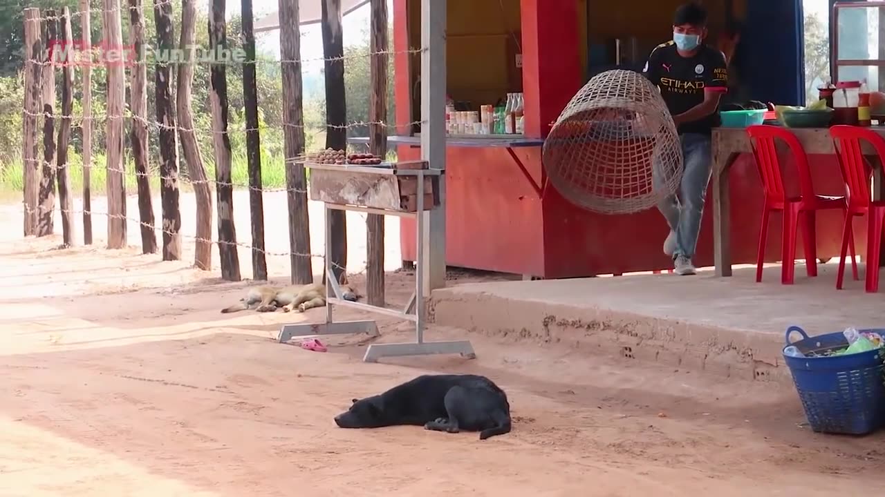 TOP 10 Prank Dog! Super Huge Bamboo Basket vs Sleep Dogs - New Funniest Must Watch in​ 2023